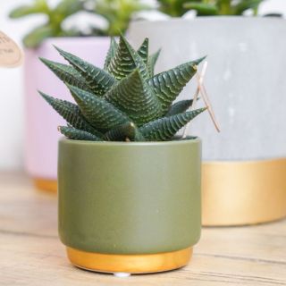 Mini green pot and plant