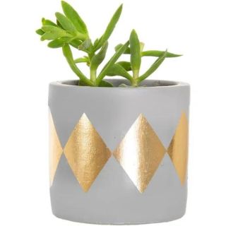 Cement Planter with gold diamonds with plant.