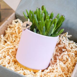 Large Pink Pot and plant
