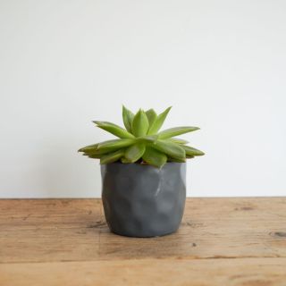 Dimpled pot and plant